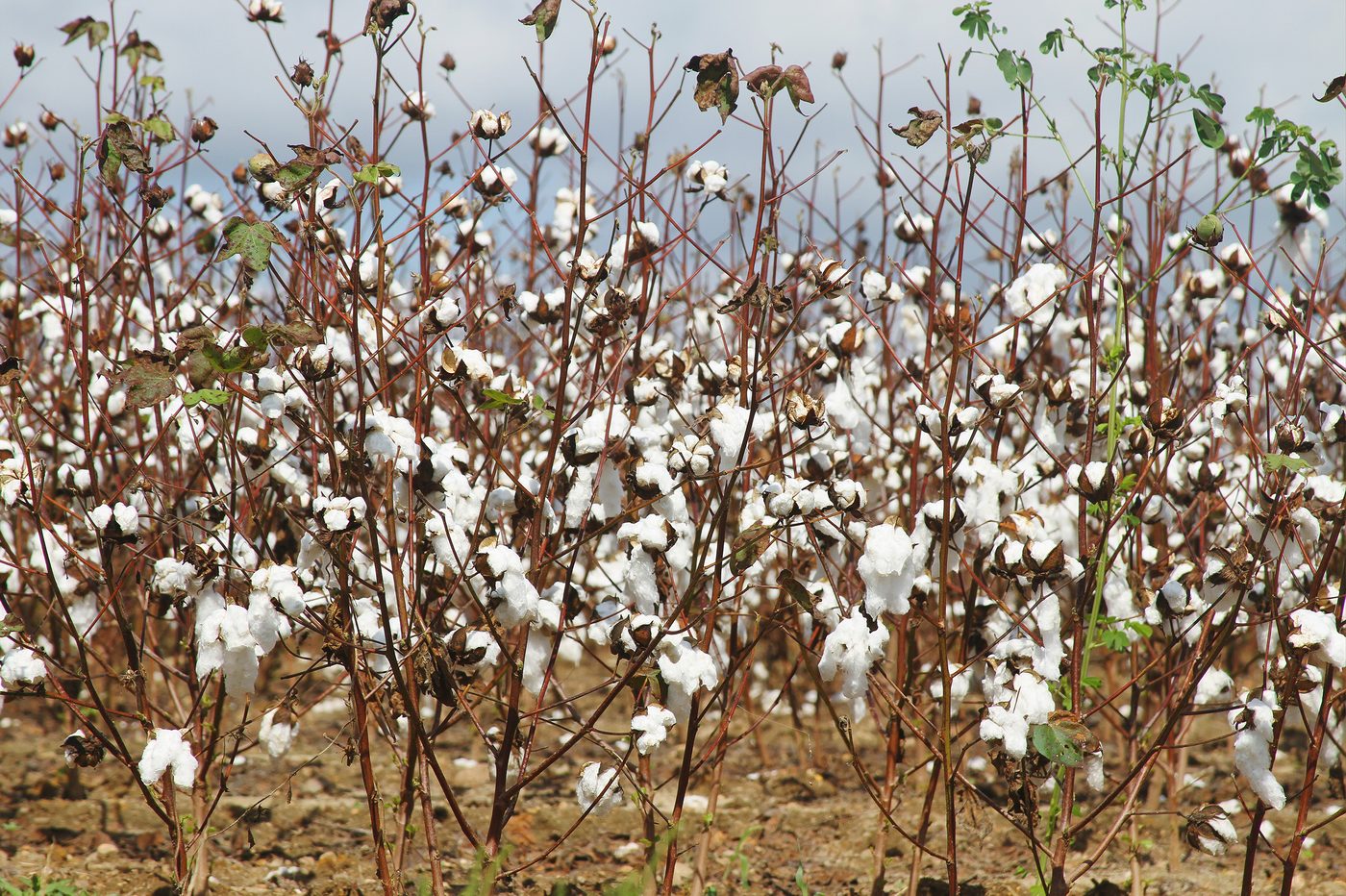 Cotton field in bloom, Georgia